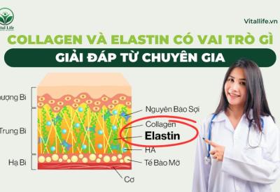 Collagen và elastin có vai trò gì trong da [Chuyên gia giải đáp]