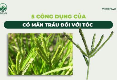5 Công Dụng của Cỏ Mần Trầu đối với Tóc và cách sử dụng