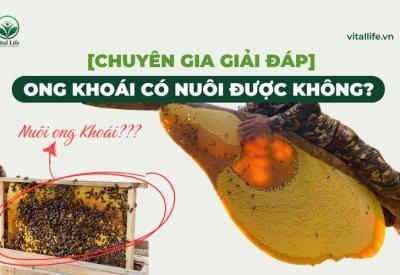 [Chuyên Gia giải đáp] Ong Khoái Có Nuôi Được Không? 
