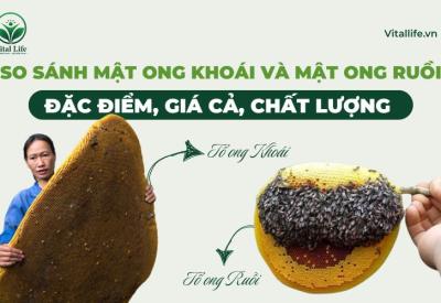 So Sánh Mật Ong Khoái và Mật Ong Ruồi: Giá Cả, Chất Lượng?