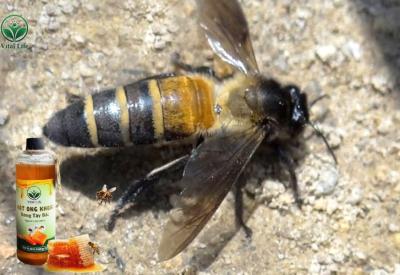 Tìm Hiểu Về Ong Khoái (Apis dorsata): Đặc Điểm, Môi trường sống và Tập tính