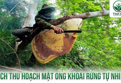 Cách Thu Hoạch Mật Ong Khoái Rừng tự nhiên