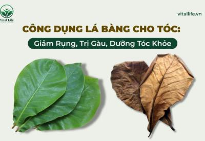 Công Dụng Lá Bàng Cho Tóc: Giảm Rụng, Trị Gàu, Dưỡng Tóc Khỏe