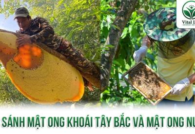 So Sánh Mật Ong Khoái Tây Bắc và Mật Ong Nuôi