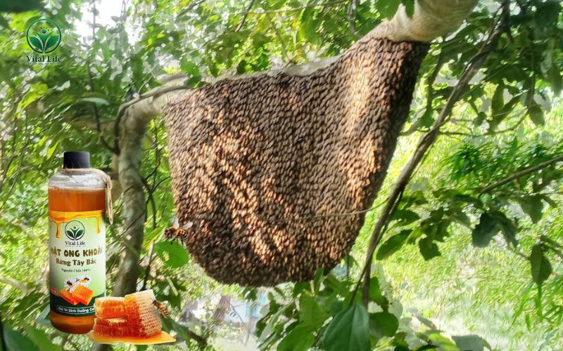 Tổ mật ong Khoái trong tự nhiên