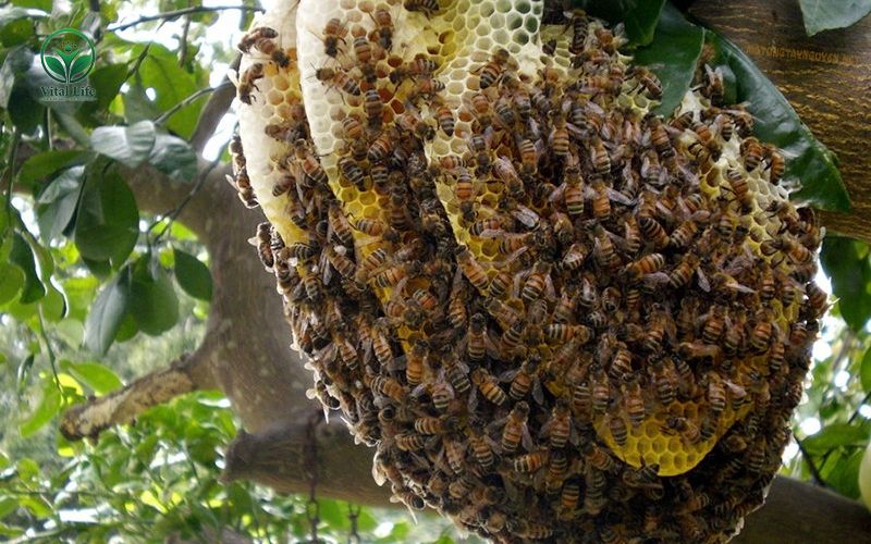 Tổ ong Khoái trong tự nhiên