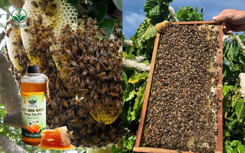 Nguồn gốc khai thác và Giống ong tạo mật 