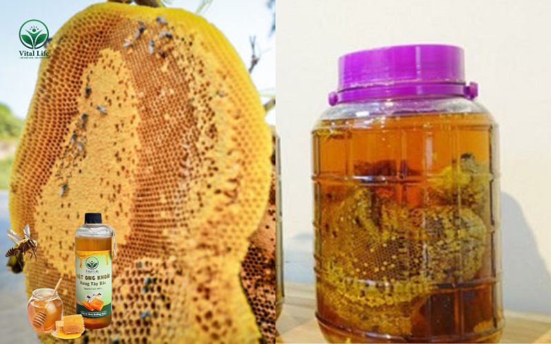 Ngâm rượu Sáp Ong Khoái chứa Phấn Hoa