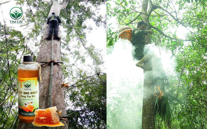 Xua ong khoái bằng khói
