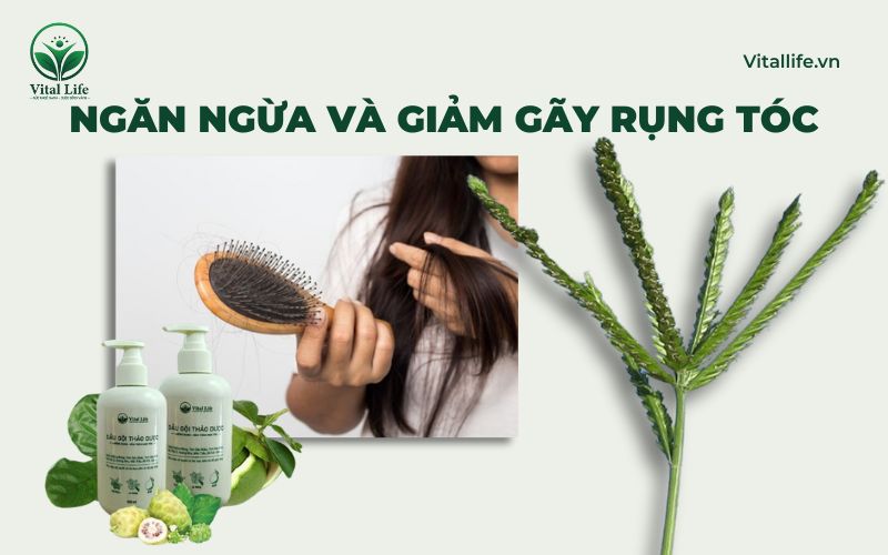 Cỏ Mần Trầu ngăn ngừa và giảm gãy rụng tóc