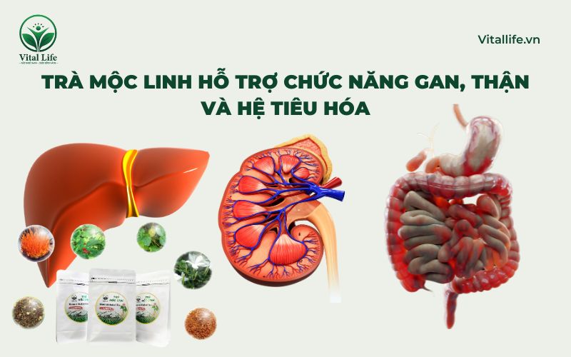 Trà Mộc Linh Tác dụng hỗ trợ chức năng gan, thận và hệ tiêu hóa
