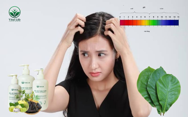 Lá Bàng Làm sạch sâu, kiểm soát dầu nhờn và cân bằng độ pH tự nhiên của da đầu