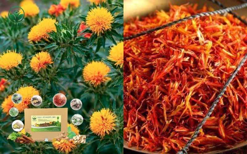 Bài thuốc ngâm chân với Hồng hoa