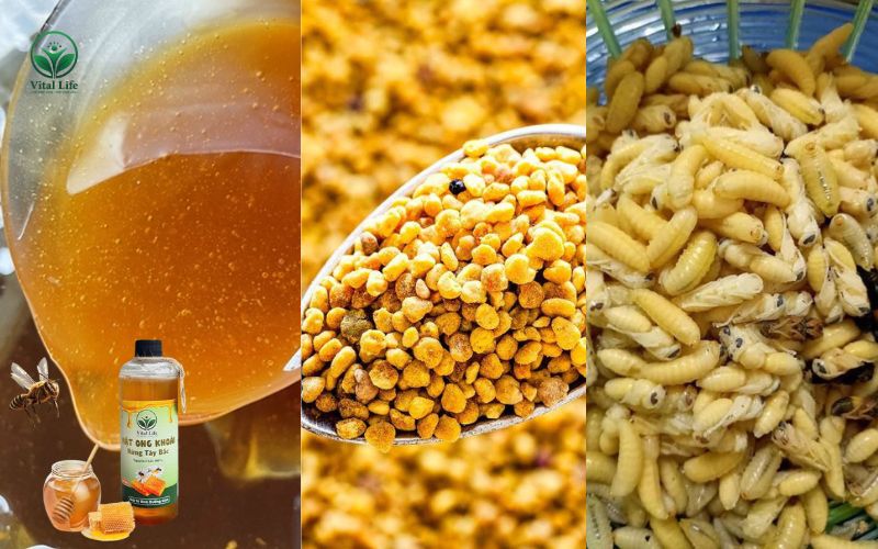 Ngâm rượu Ong Khoái kết hợp Mật Ong, Phấn Hoa và Nhộng Ong Non