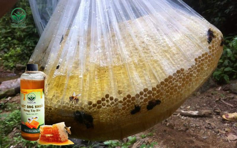 Mật ong Khoái sau khi thu hoạch