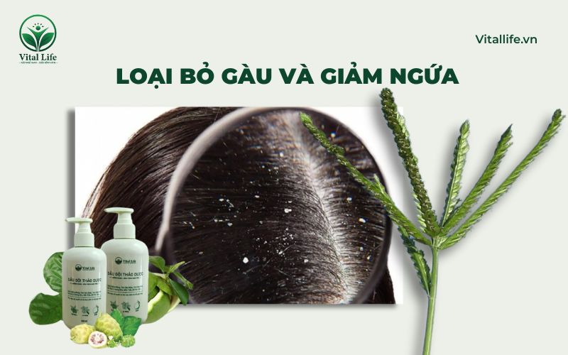 Gội đầu bằng cỏ mần trầu làm sạch da đầu, loại bỏ gàu và giảm ngứa