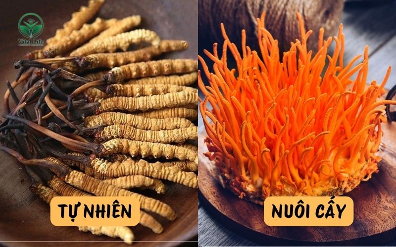 So sánh Đông trùng hạ thảo tự nhiên và nuôi cấy