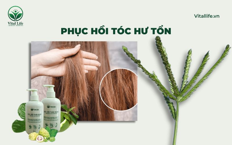 Cỏ mần trầu Phục hồi tóc hư tổn, giúp tóc chắc khỏe từ gốc đến ngọn
