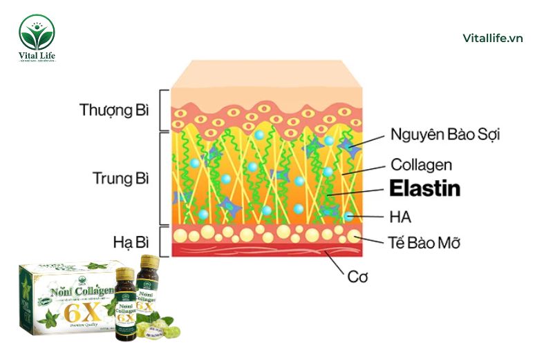 Sợi Collagen và Elastin